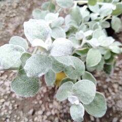 残り3ポット！シルバーリーフのヘリクリサムの画像