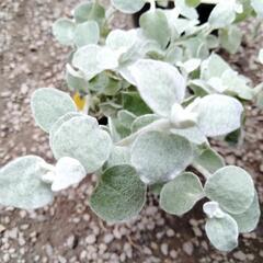 残り3ポット！シルバーリーフのヘリクリサムの画像