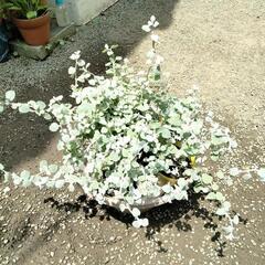 残り3ポット！シルバーリーフのヘリクリサムの画像