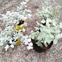 残り3ポット！シルバーリーフのヘリクリサムの画像