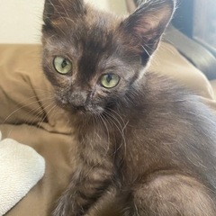 保護した子猫の里親募集　オス3ヶ月