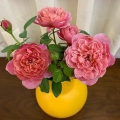 薔薇苗　ピンクビンテージ　