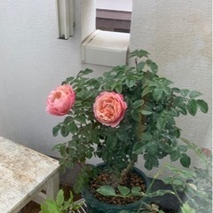 薔薇苗　ピンクビンテージ　の画像