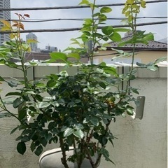 薔薇苗　ピンクビンテージ　の画像