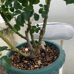 薔薇苗　ピンクビンテージ　の画像