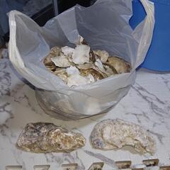 牡蠣殻1kg