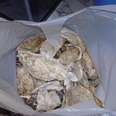 牡蠣殻1kgの画像