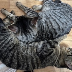取引中　1歳兄弟　 - 猫