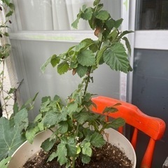 ブラックベリーの木の画像