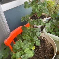 ブラックベリーの木の画像