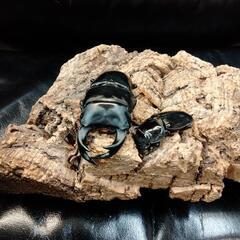 夏本番‼️バージョンUP空クジ無しカブトクワガタくじ‼️の画像