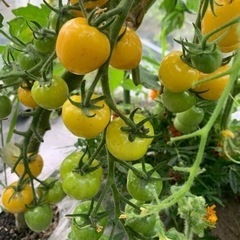 サクランボの様なミニトマト🍅世界一甘いトウモロコシなどお野菜10...