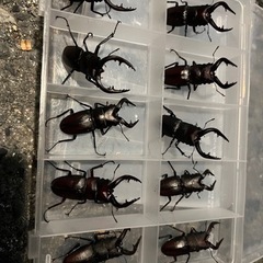 カブト虫、クワガタ虫　各♂♀ペアで300円