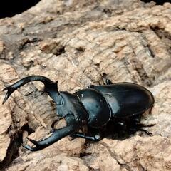 夏本番‼️バージョンUP空クジ無しカブトクワガタくじ‼️の画像