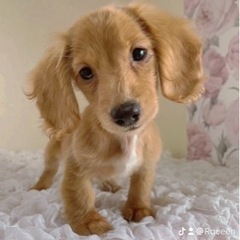 ダックス