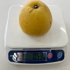 愛媛県産「河内晩柑」好評販売中！ − 栃木県