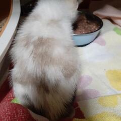 シャム猫風の柄　子猫 - 猫