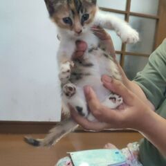生後1ヵ月　子猫　里親募集