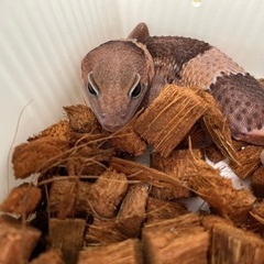 ニシアフリカトカゲモドキ