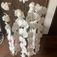 胡蝶蘭　生花　3本立ち　無料