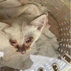 子猫の飼い主さん探してます　20日発見