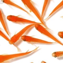 🐟楊貴妃メダカ