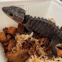 アカメカブトトカゲ