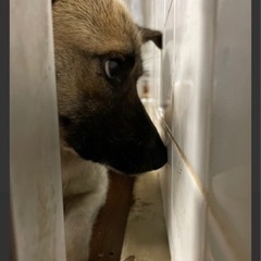 【6/30迄】 雑種犬 壁1点見つめワンちゃん 慣れるまで♡