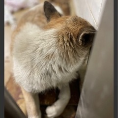 【6/30迄】 雑種犬 壁1点見つめワンちゃん 慣れるまで♡ - 周南市