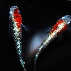 メダカ 雪小町 ピュアホワイトめだか 稚魚10匹 : めだかの市場 - 通販 - Yahoo!ショッピング