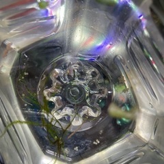 コリドラスピグミー　卵　有精卵37個
