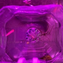 コリドラスピグミー　卵　有精卵37個の画像