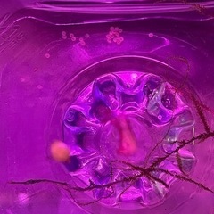 コリドラスピグミー　卵　有精卵37個の画像