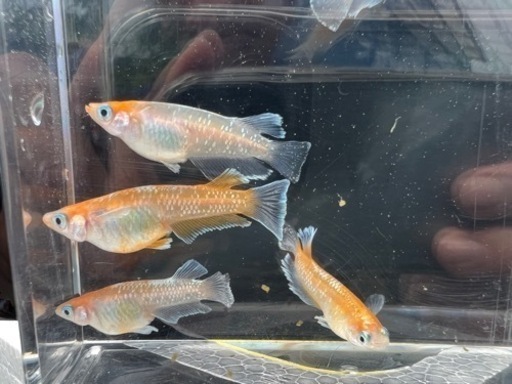 レッドクリフ紅白