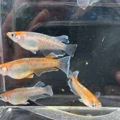 レッドクリフ紅白