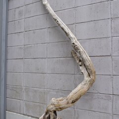 SEASIDEinterior★インテリアディスプレイに流木 Cool driftwood for decorating 132の画像