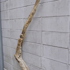 SEASIDEinterior★インテリアディスプレイに流木 Cool driftwood for decorating 132の画像