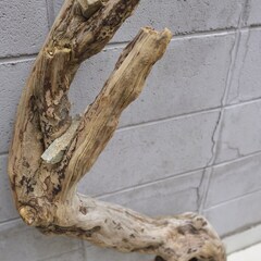 SEASIDEinterior★インテリアディスプレイに流木 Cool driftwood for decorating 132の画像