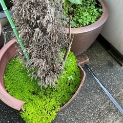 今日だけお得！植木鉢