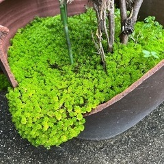 今日だけお得！植木鉢の画像