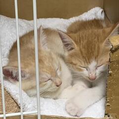 2匹の男の子🐱