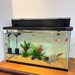 観賞魚セット