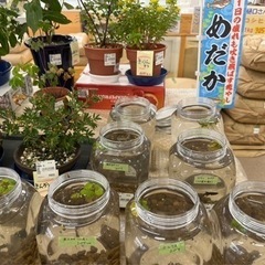 改良メダカ　販売中☘️の画像