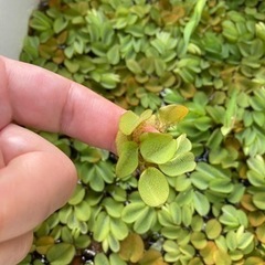 サンショウモ　産床藻　水草　30株以上　オマケ付の画像