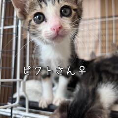 ありがとうございます！里親様決まりました！甘えっ子キジ白女の子♪...