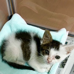 生後2カ月かわいい子猫 − 三重県