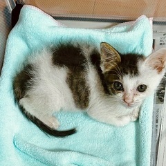 生後2カ月かわいい子猫 - 猫