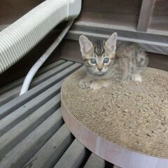 ４／２８生まれ、茶系の縞猫。母猫は、三毛猫です。