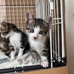 ありがとうございます！里親様決まりました！甘えっ子キジ白２ヶ月女...