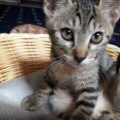 子猫